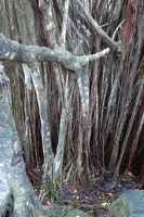 Multi-trunk tree
